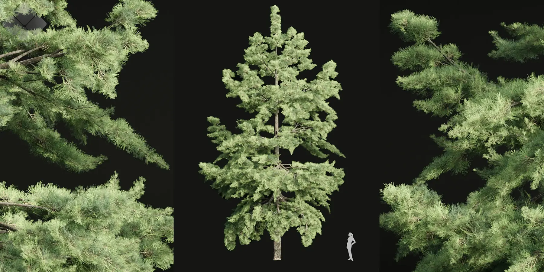 3dgreenbox.com-conifer trees collection vol 86-05 conifer trees 3d models