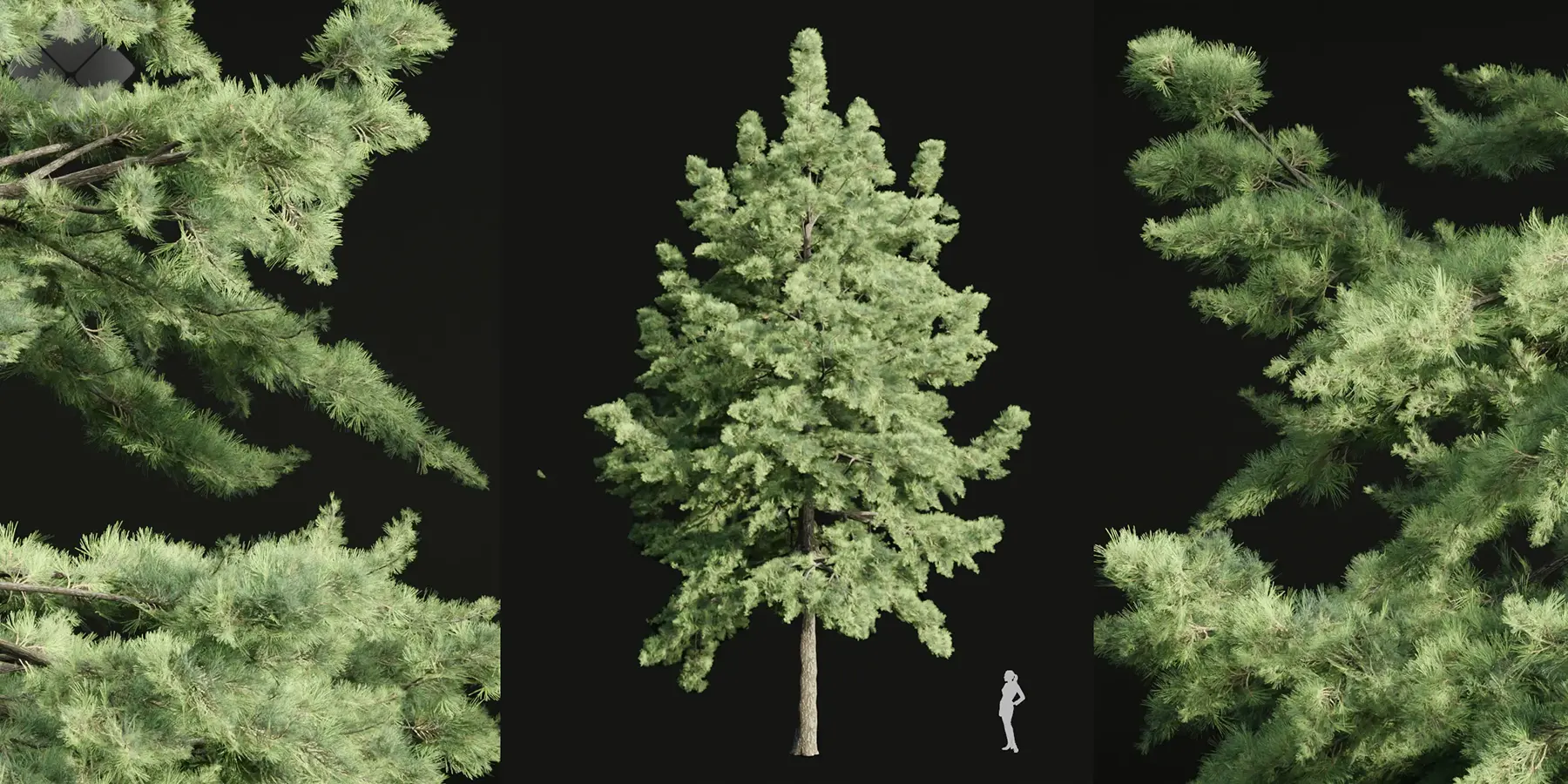 3dgreenbox.com-conifer trees collection vol 86-04 conifer trees 3d models