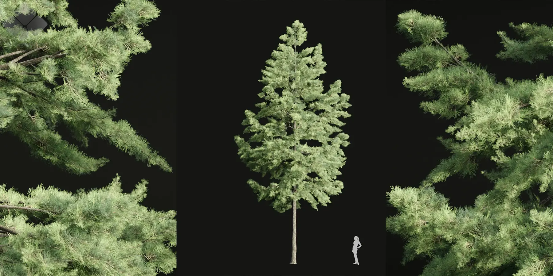 3dgreenbox.com-conifer trees collection vol 86-03 conifer trees 3d models