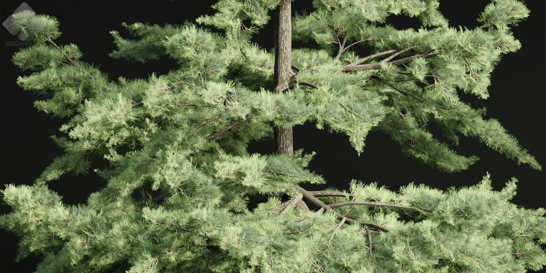 3dgreenbox.com-conifer trees collection vol 86-02 conifer trees 3d models