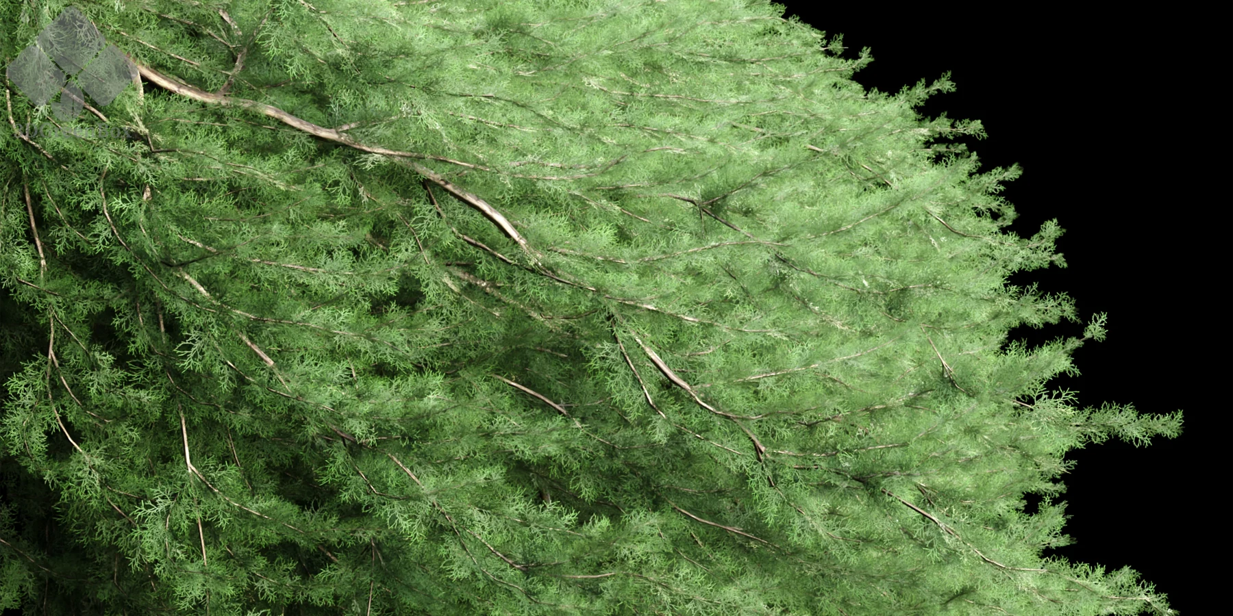 3dgreenbox.com-3d creeper juniper vol 254-03